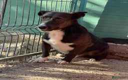 Mixed Breed dogs for adoption: Ronnie 3year old Romanian rescue  - Image 3