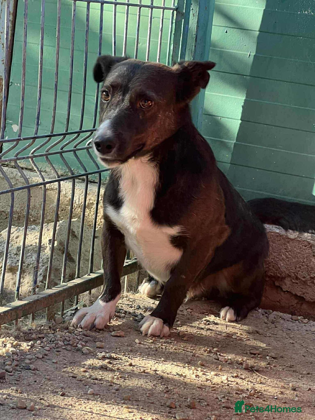 Mixed Breed dogs for adoption: Ronnie 3year old Romanian rescue  - Image 3