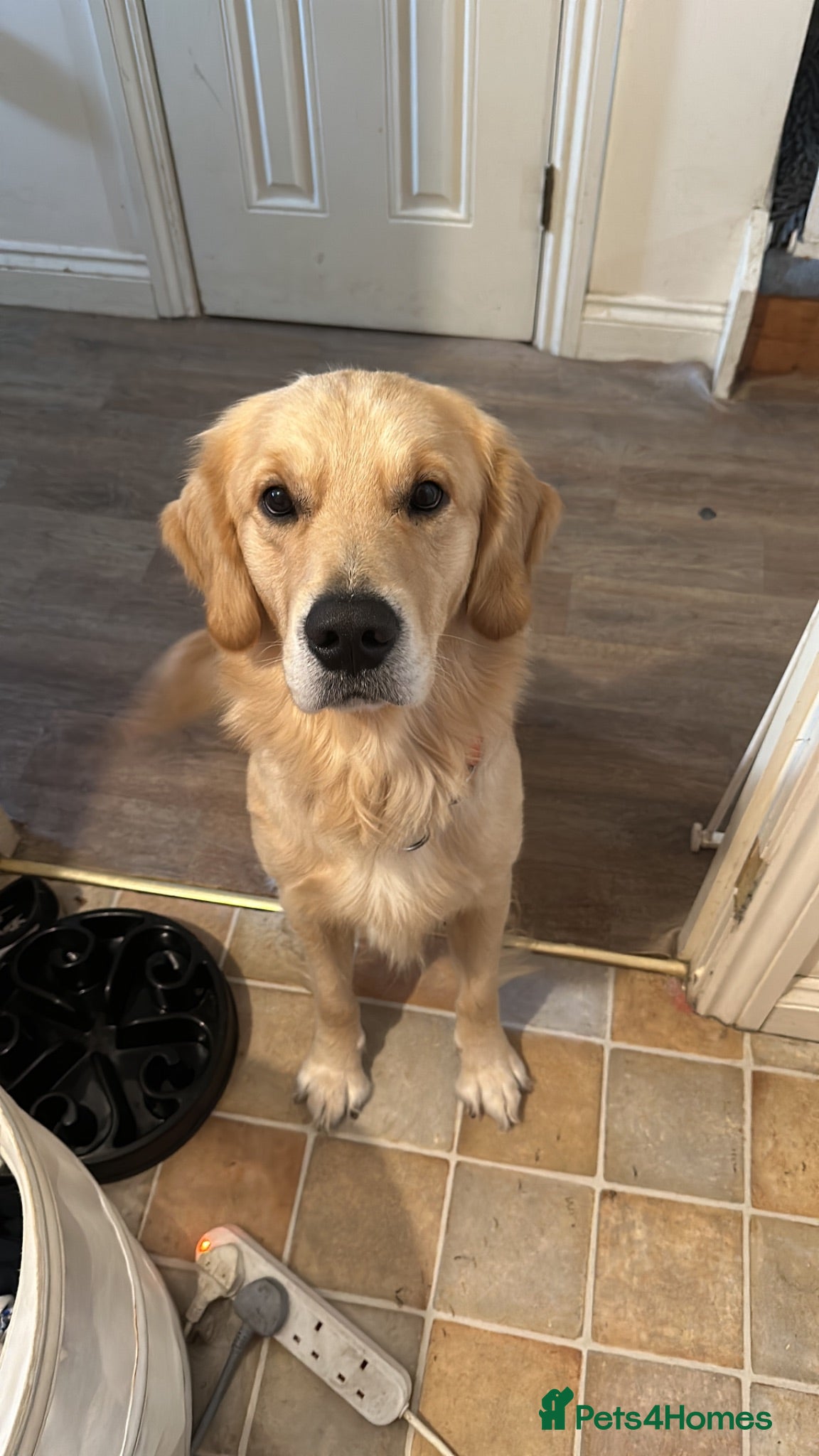 Golden Retriever dogs 3yr old male golden retriever looking for new home - Advert 17