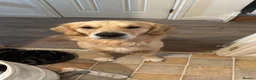 Golden Retriever dogs for sale: 3yr old male golden retriever looking for new home - Advert 1