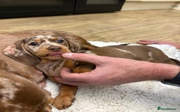 Dachshund dogs for sale: Miniature dacshund - Image 7