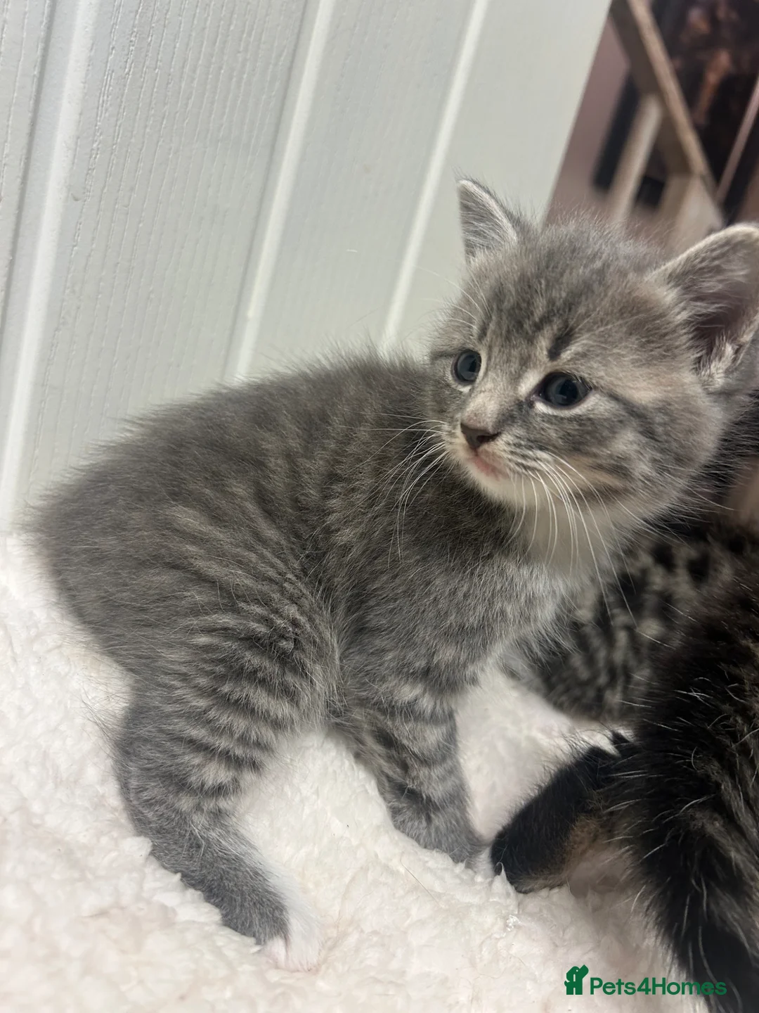 Mixed Breed cats for sale: Bsh x kittens ready to leave  - Advert 1