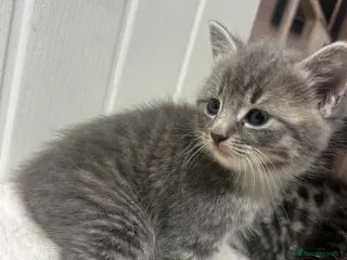 Mixed Breed cats Bsh x kittens ready to leave - Advert 14