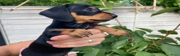 Miniature Dachshund dogs for sale: Miniature dachshund - Advert 3