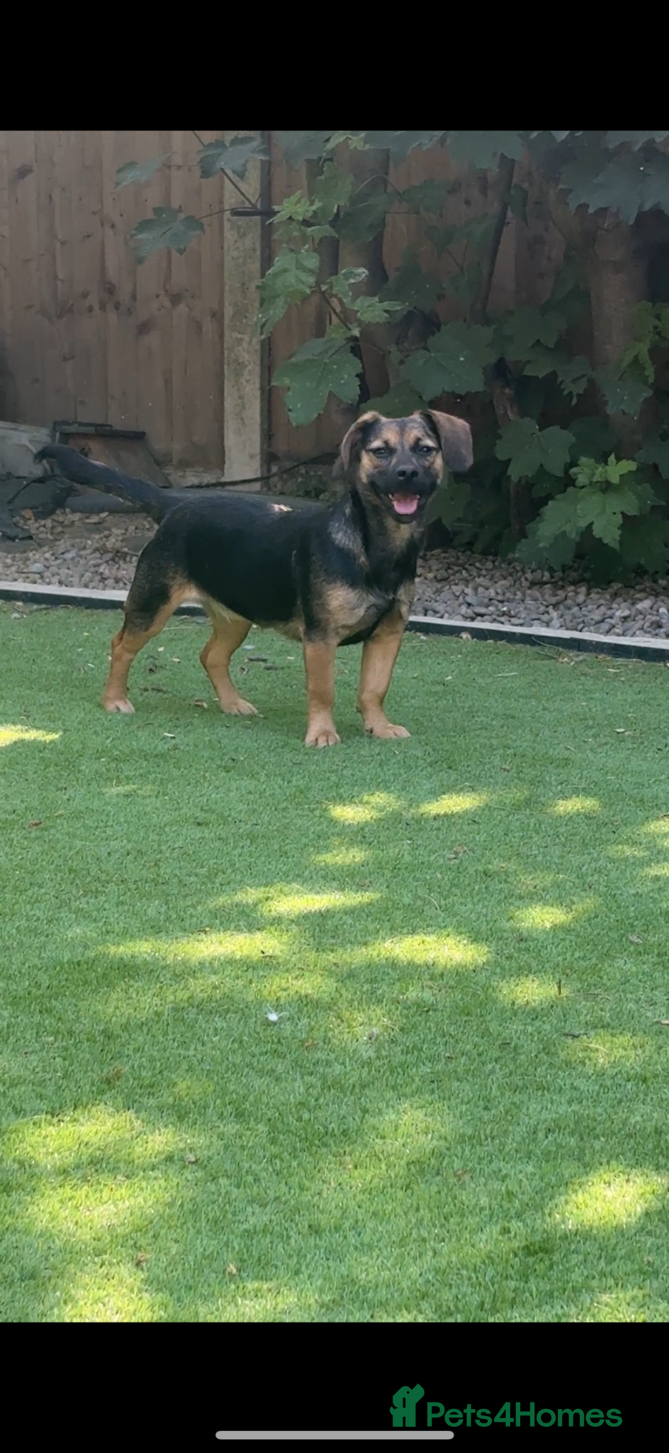 Mixed Breed dogs Beautiful dachsweiler girl for sale - Advert 1