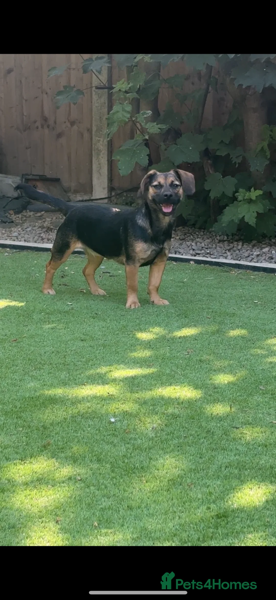 Mixed Breed dogs for sale: Beautiful dachsweiler girl for sale - Advert 1