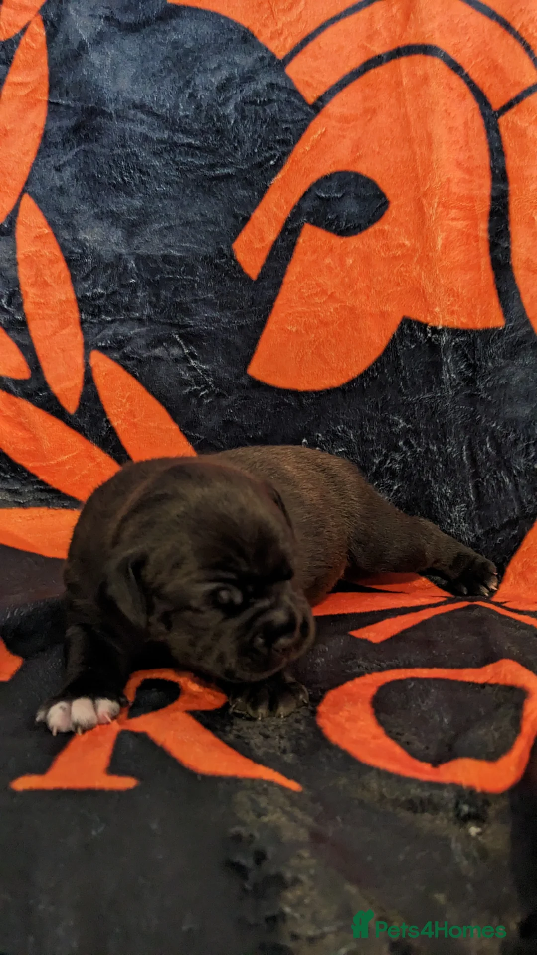 Staffordshire Bull Terrier dogs for stud: 🏆CHAMPION MICA AVAILABLE FOR STUD🏆 in Basingstoke - Advert 6