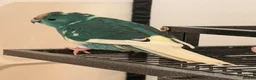 Parrots birds for sale: Bonded  kakariki male and female 7 months old i - Advert 6