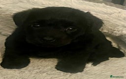 Miniature Schnauzer dogs for sale: 🐾🤎🐶Cavaschnauzer-Pups🐶🤎🐾 - Image 3