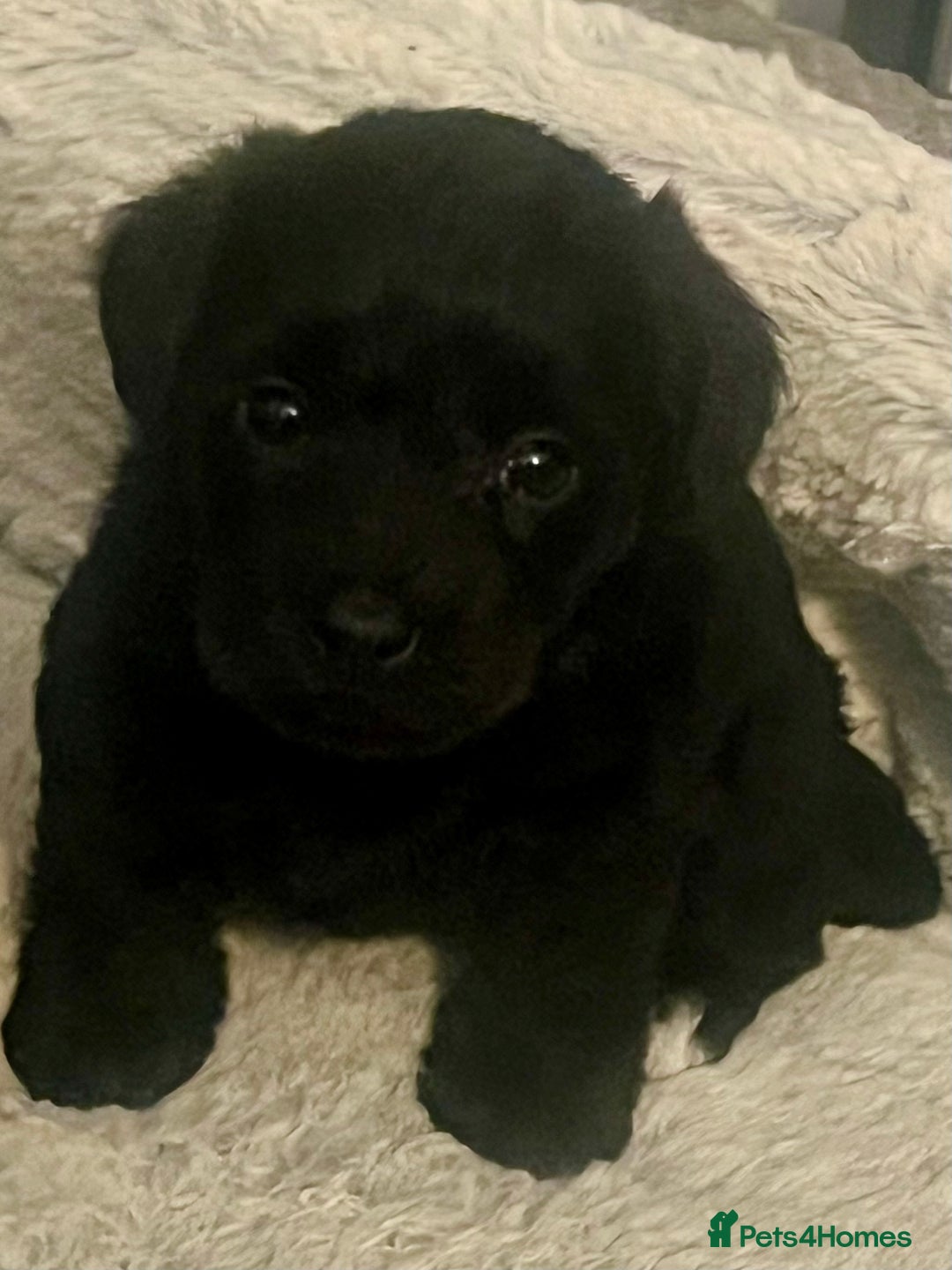 Miniature Schnauzer dogs for sale: 🐾🤎🐶Cavaschnauzer-Pups🐶🤎🐾 - Image 3