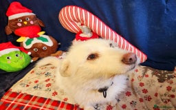 Mixed Breed dogs for adoption: Poppy Popz in Barrow-upon-Humber - Image 34