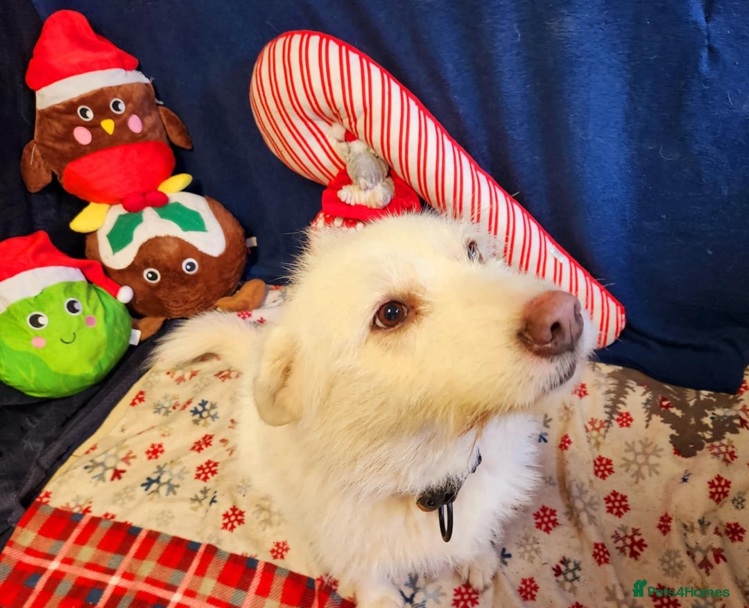 Mixed Breed dogs for adoption: Poppy Popz in Barrow-upon-Humber - Image 34