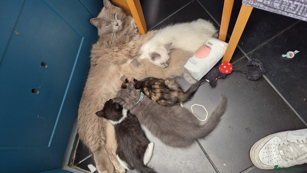 Ragdoll cats for sale: Kittens for sale  - Image 9