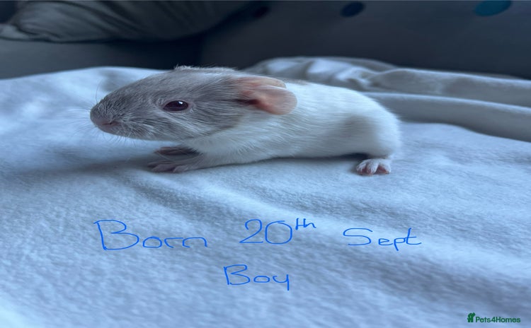 Guinea Pig rodents - Advert 15