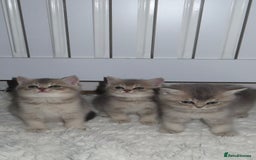 British Shorthair cats for sale: Adorable British Shorthair Kittens  - Image 1