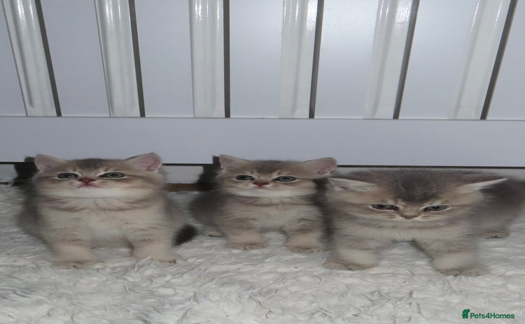 British Shorthair cats - Advert 13