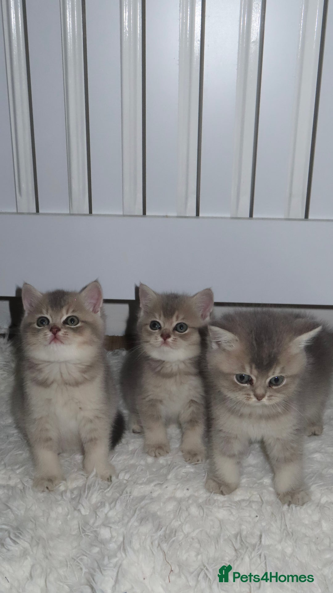 British Shorthair cats for sale: Adorable British Shorthair Kittens  - Image 1
