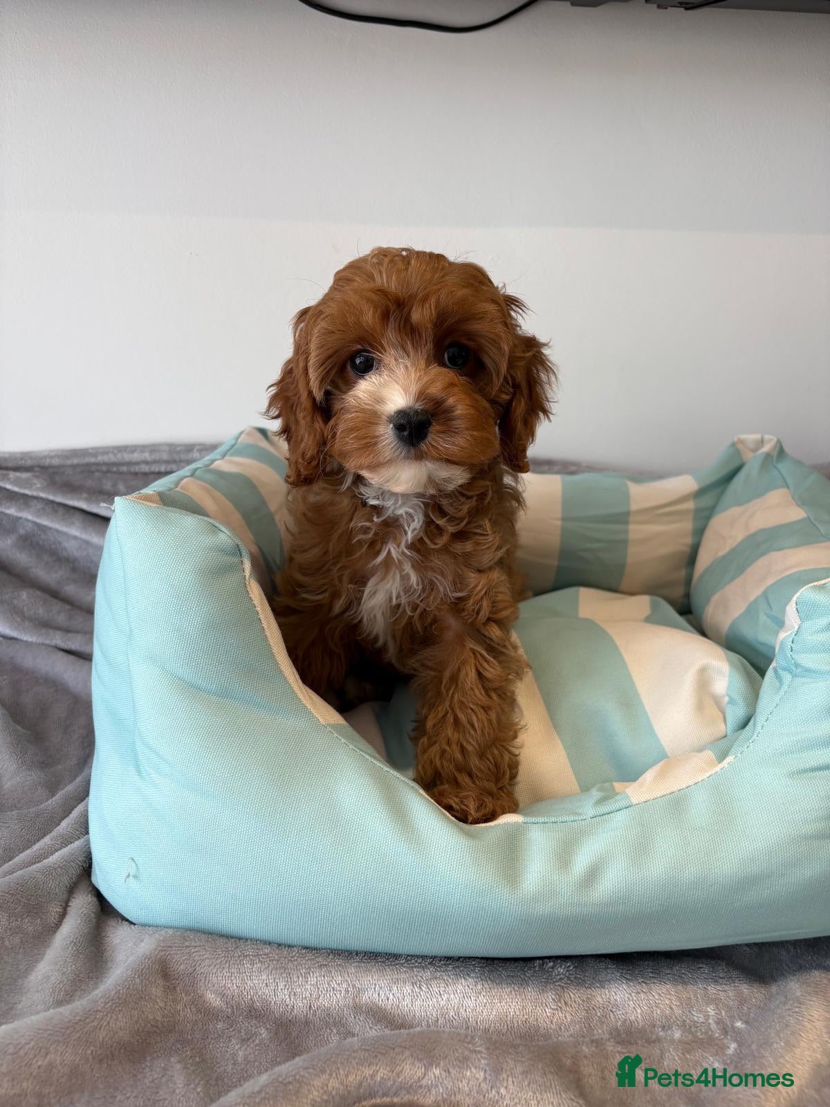 Cavapoo dogs 🐾 Stunning Cavapoo Puppies 🐾 - Advert 1
