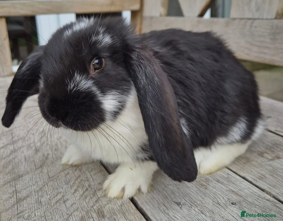 French Lop rabbits for sale: Friendly French Lop - Advert 6