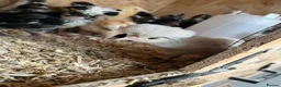 Mixed Breed poultry for sale: Ducks, ducklings, pullets, chicks - Advert 14