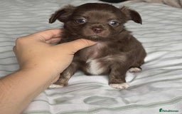 Chihuahua dogs for sale: Longhair chihuahua boys, Longhair Chocolate Girl - Image 6