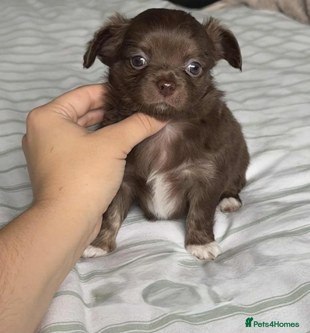Chihuahua dogs for sale: Longhair chihuahua boys, Longhair Chocolate Girl - Image 6
