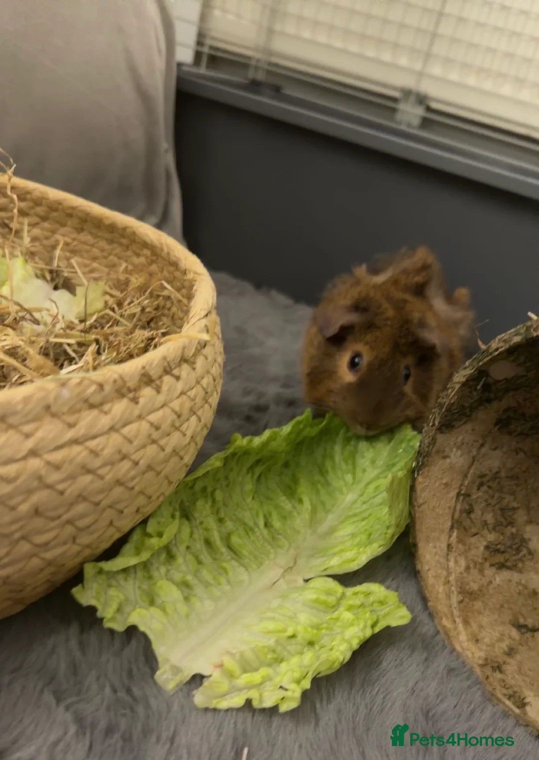 Guinea Pig rodents for sale: guinea pig in Bognor Regis - Advert 1