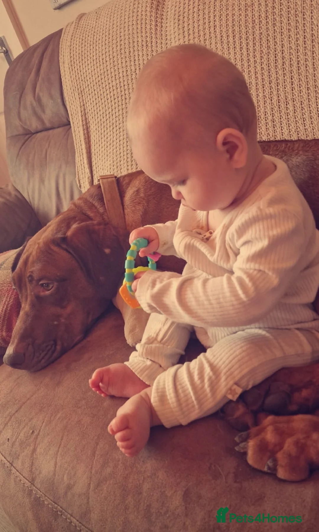 Rhodesian Ridgeback dogs for sale: K.c registered DNA clear pups  in Rotherham - Advert 6