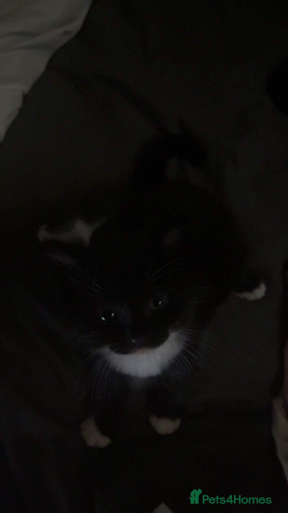 British Shorthair cats 6 Beautiful kittens looking for their forever home - Advert 2