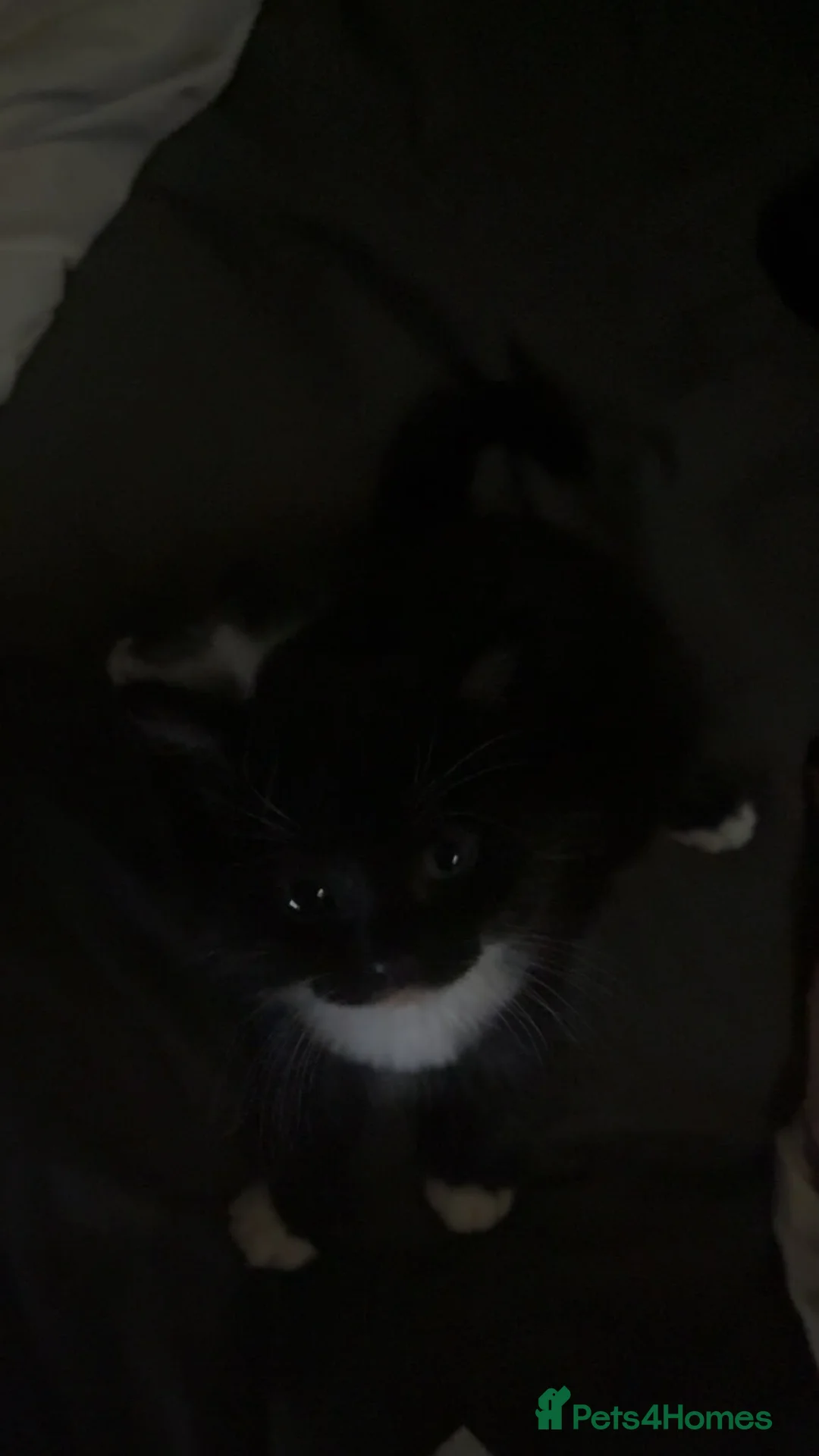 British Shorthair cats for sale: 6 Beautiful kittens looking for their forever home - Advert 1