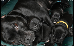 Staffordshire Bull Terrier dogs for sale: Kc registered Staffordshire Bull terrier pups - Image 12
