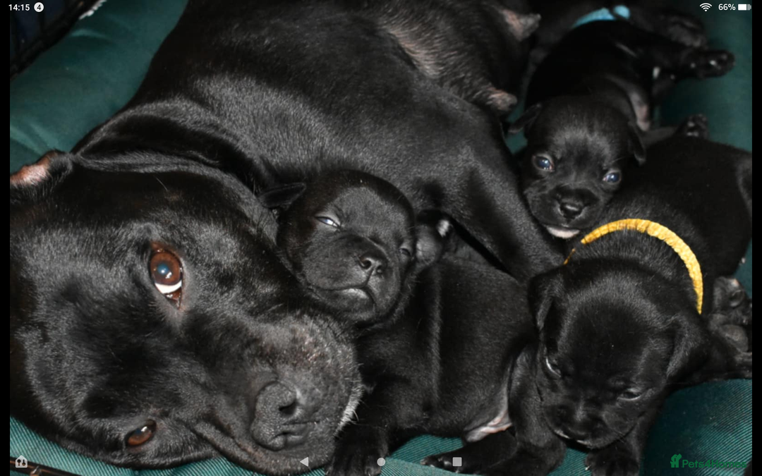 Staffordshire Bull Terrier dogs for sale: Kc registered Staffordshire Bull terrier pups - Image 12