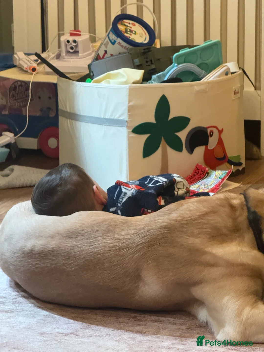 Labrador Retriever dogs for sale: Labrador  - Advert 2