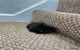 Exotic cats for sale: Kitten for sale - Image 8