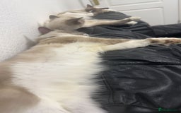 Ragdoll cats for sale: 1 year old Ragdoll boy  - Image 10