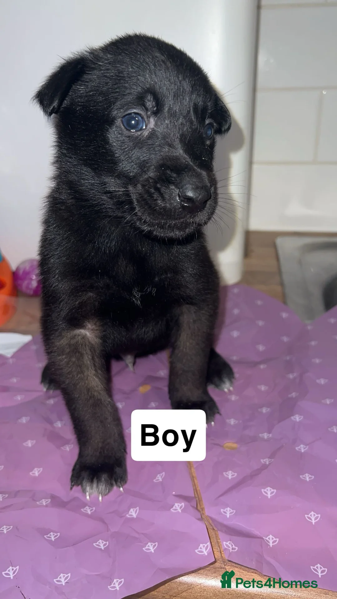 Belgian Shepherd Dog dogs for sale: Belgian Malinois puppys in Doncaster - Advert 2
