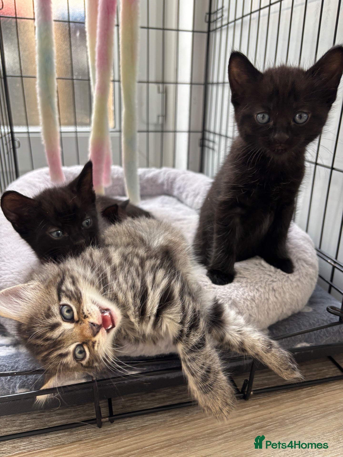 Mixed Breed cats Adorable Kittens! - Advert 1