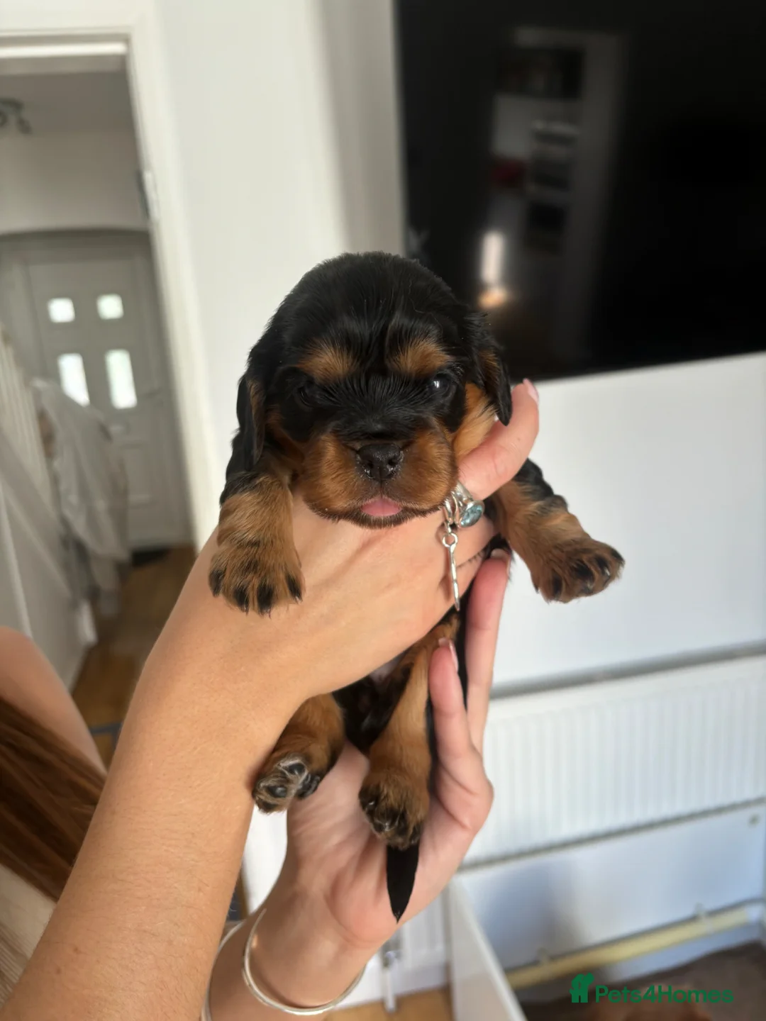 Cavalier King Charles Spaniel dogs for sale: 3 Black and Tan cavalier King Charles spaniels in Grimsby - Advert 1