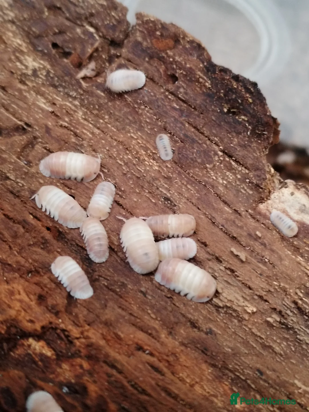Mixed Breed livestock for sale: Isopods, millipedes and beetles  in Telford - Advert 1