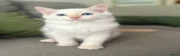Ragdoll cats for sale: GCCF ACTIVE Cream Colourpoint Ragdoll - Advert 8
