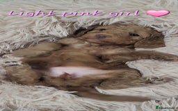 Cockapoo dogs for sale: Reduced!! Stunning F1B Toy Cockapoo Puppies  - Image 8