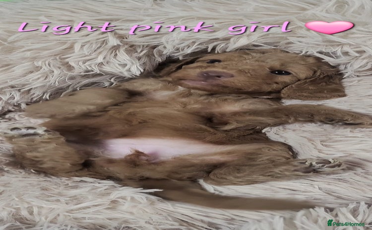 Cockapoo dogs - Advert 3
