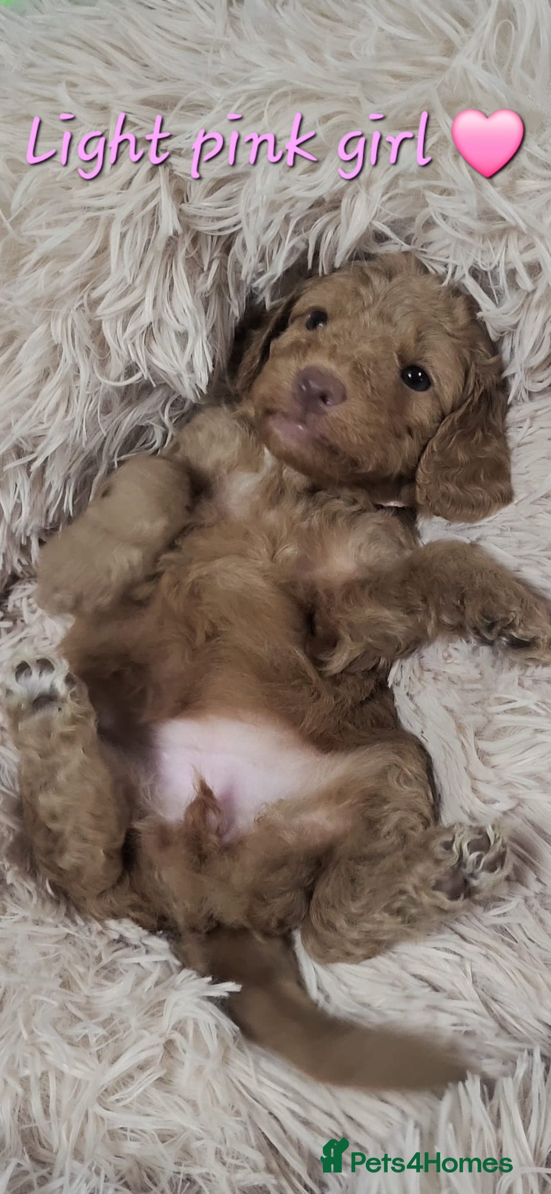 Cockapoo dogs for sale: Reduced!! Stunning F1B Toy Cockapoo Puppies  - Image 8
