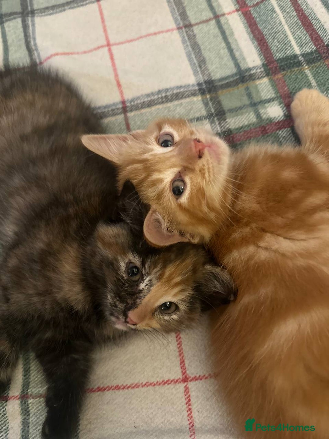 Domestic Shorthair cats for sale: 6 kittens - ready to move to new loving families - Advert 6