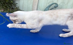 Bengal cats for sale: Stunning rare female  - Image 23