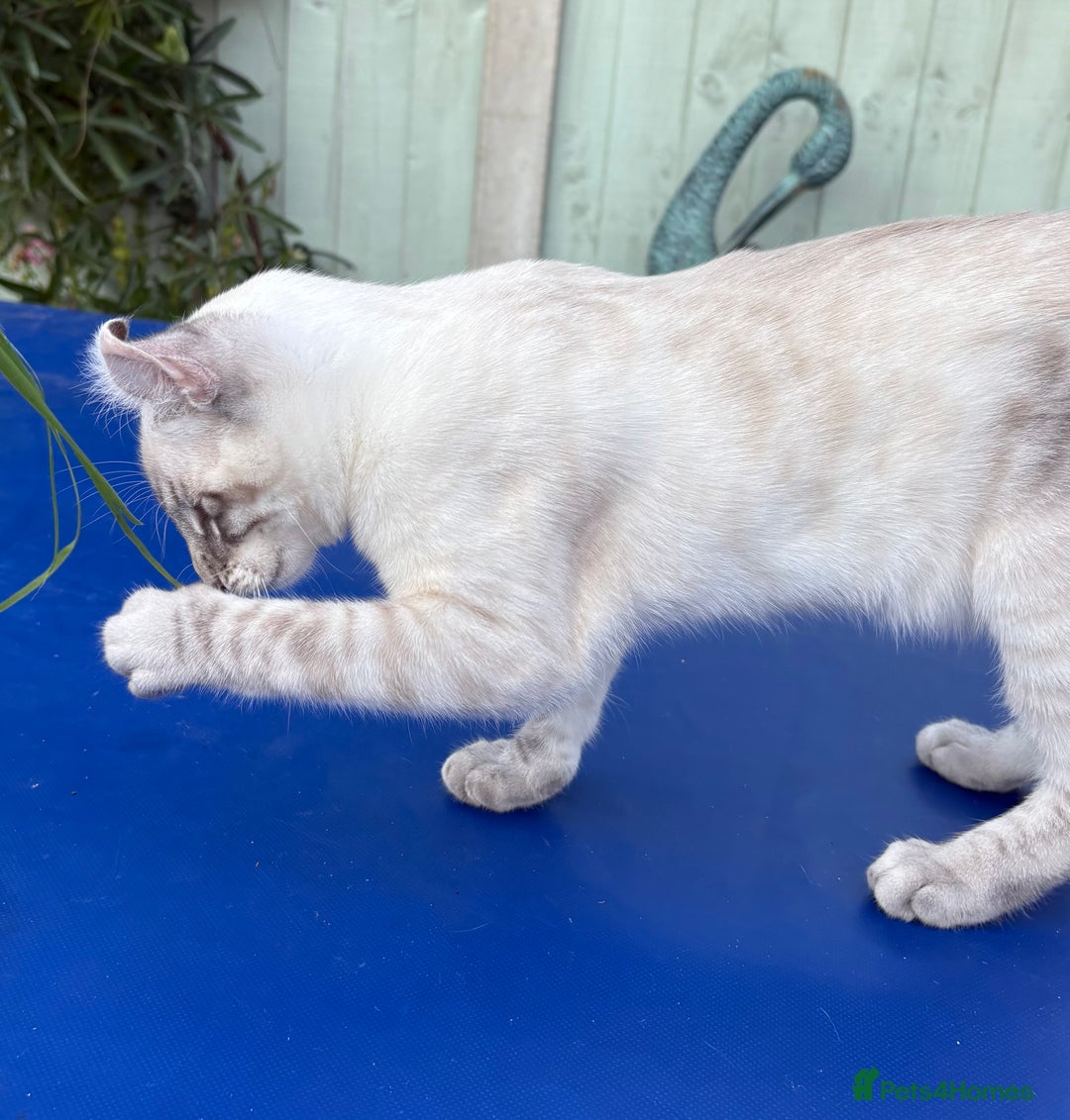 Bengal cats for sale: Stunning rare female  - Image 23