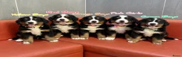 Bernese Mountain Dog dogs for sale: Bernese mountain Puppy  - Advert 1