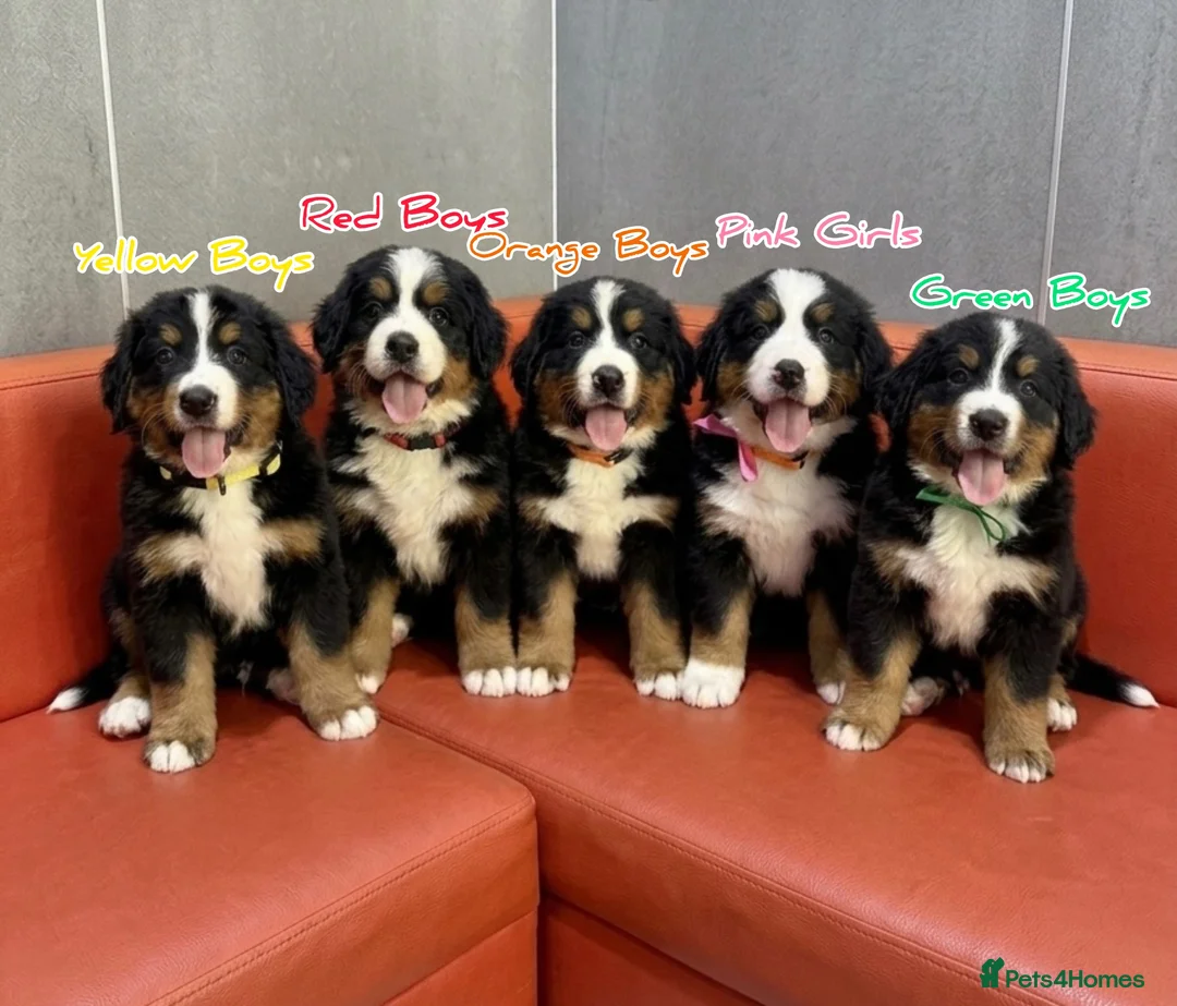 Bernese Mountain Dog dogs for sale: Bernese mountain Puppy  - Advert 1