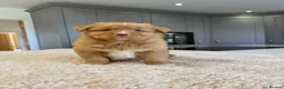 Nova Scotia Duck Tolling Retriever dogs for sale: Chunky adorable Nova Scotia puppies  - Advert 18