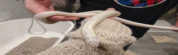 King Snake reptiles for sale: Female High White Albino California Kingsnake - Advert 3